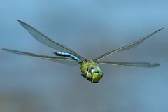 Male emperor dragonfly in flight over water, blue abdomen and green thorax