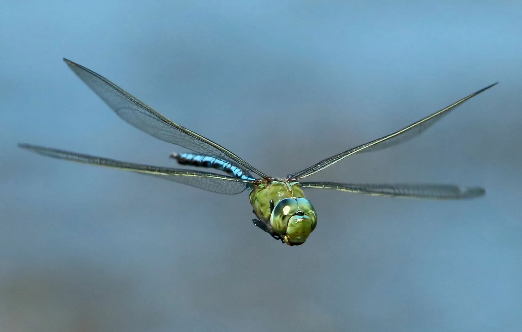Emperor Dragonfly
