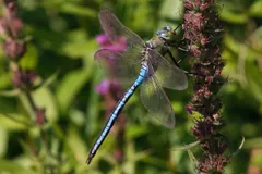 Male emperor dragonfly resting on a purple flower spike