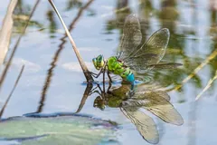 Female emperor dragonfly laying eggs among floating plants