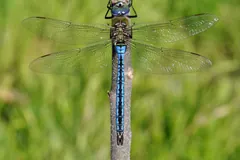 Male emperor dragonfly clinging to a stem with its wings spread