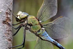 Close view of a male emperor dragonfly's large eyes and green thorax