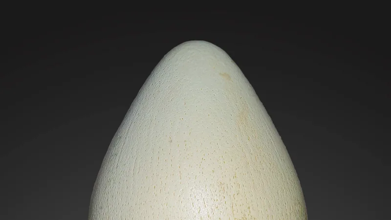 Emperor Penguin in natural habitat