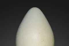 Emperor Penguin in natural habitat