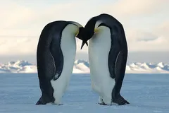Emperor Penguin in natural habitat