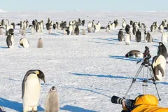 Emperor Penguin in natural habitat