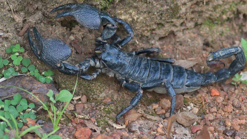 Glossy black emperor scorpion on bare earth among small green plants, tail curled