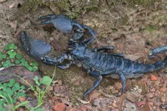 Emperor Scorpion