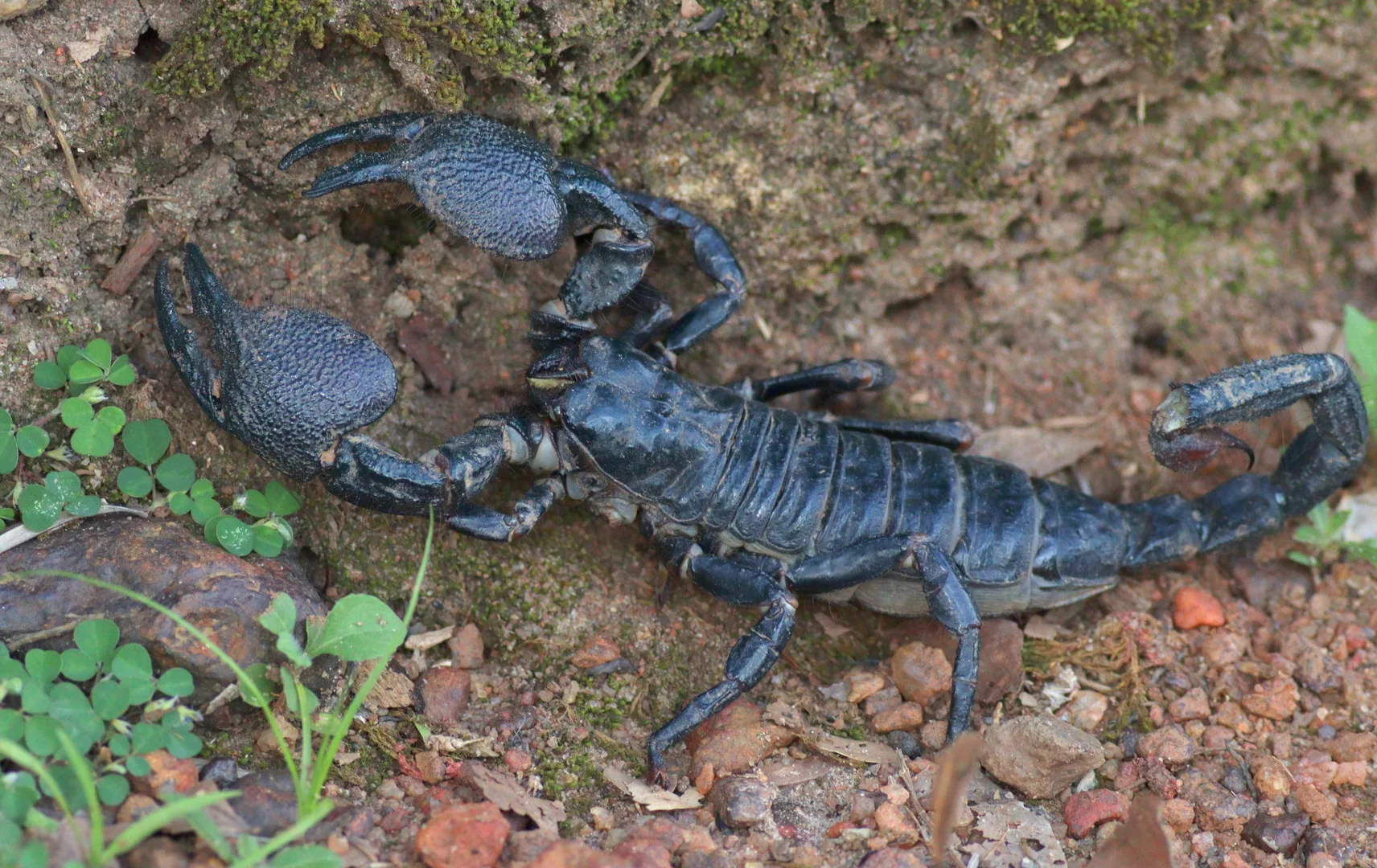 Emperor Scorpion