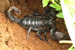Emperor scorpion at the mouth of its burrow in red soil