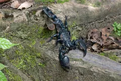 Emperor scorpion climbing a mossy log, pincers raised