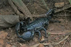 Emperor scorpion among twigs and dead leaves on the forest floor
