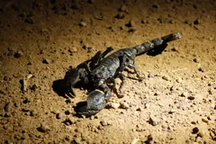 Emperor scorpion on sandy ground at night, lit by a torch