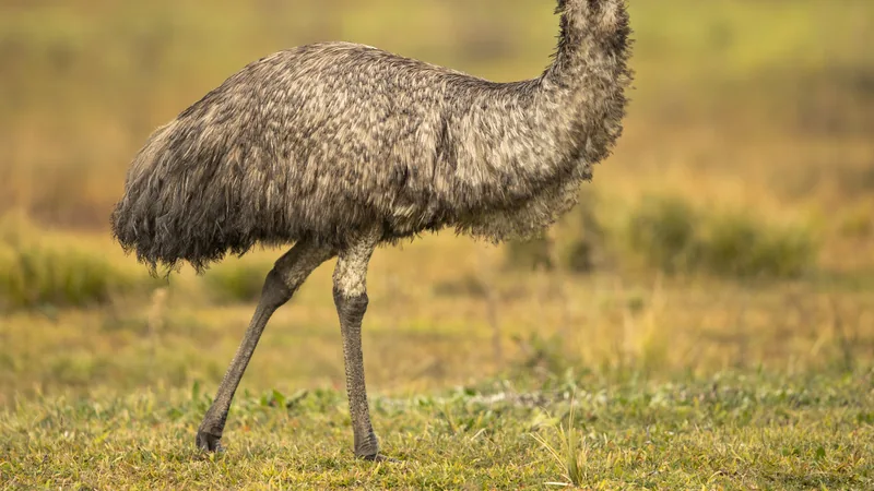 Emu walking through dry golden grass