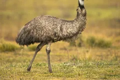 Emu