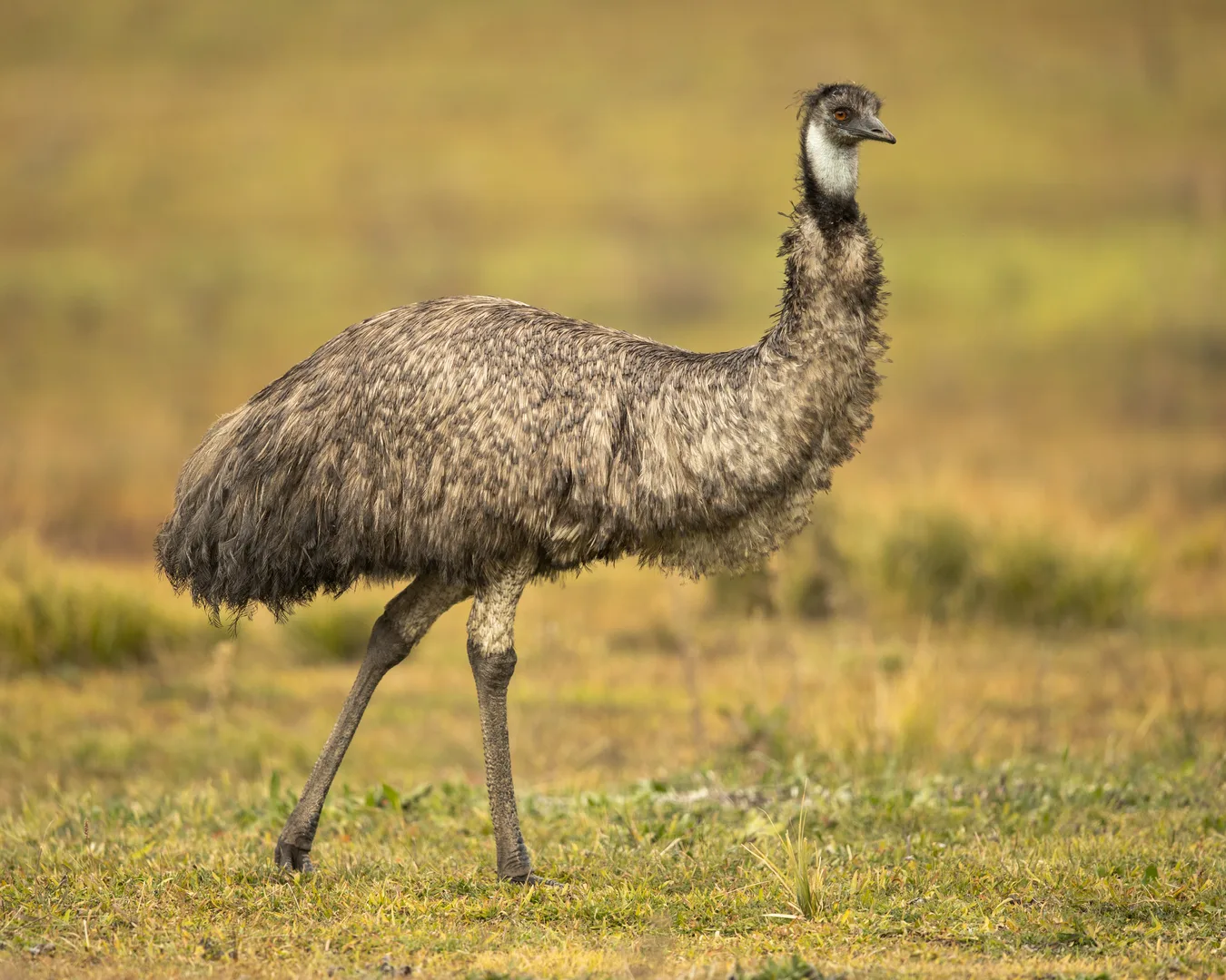 Emu walking through dry golden grass