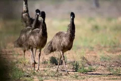 Group of shaggy brown emus standing close together