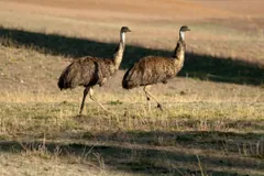 Two emus walking across open grassland