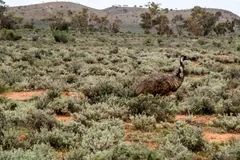 Emu among low grey-green outback shrubs