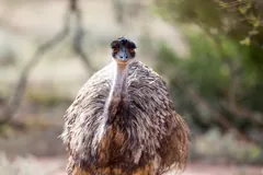 Emu facing forward with its fluffy brown plumage puffed out