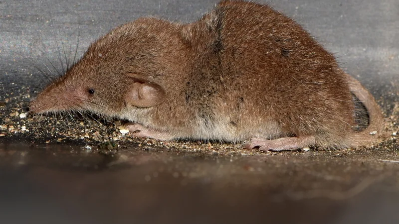 Tiny brown Etruscan shrew with a long pointed snout and pink ears, crouched low