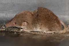 Etruscan Shrew