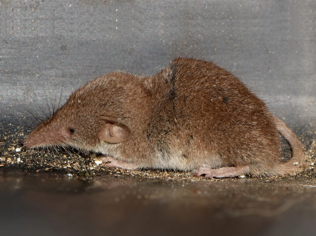 Tiny brown Etruscan shrew with a long pointed snout and pink ears, crouched low