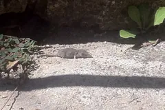 Small grey Etruscan shrew on bare sandy ground beside a stone wall
