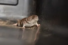 Etruscan shrew raising its whiskered snout as it moves forward