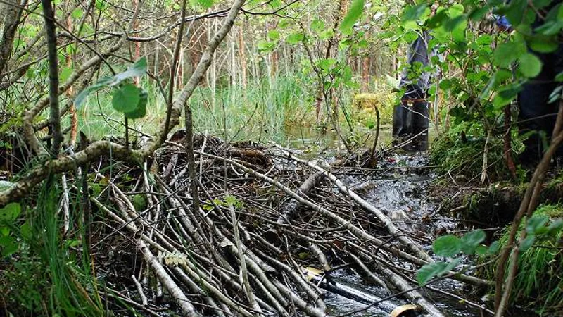 eurasian beaver in natural habitat