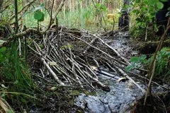 eurasian beaver in natural habitat