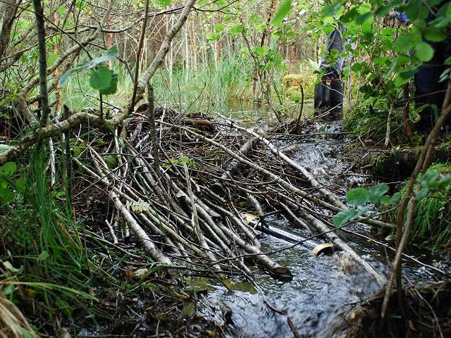 eurasian beaver in natural habitat