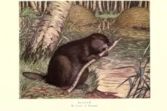 eurasian beaver in natural habitat