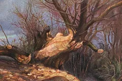 eurasian beaver in natural habitat