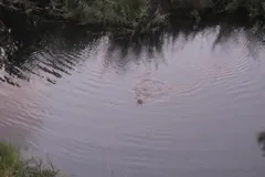 eurasian beaver in natural habitat