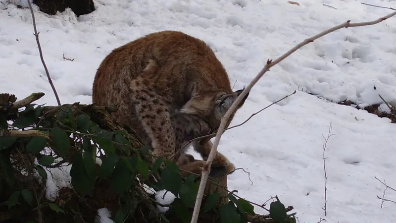 Eurasian lynx stalking through deep boreal forest snow on silent fur-padded paws