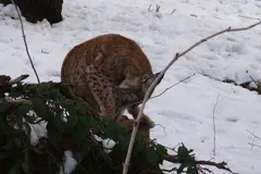 Eurasian lynx stalking through deep boreal forest snow on silent fur-padded paws