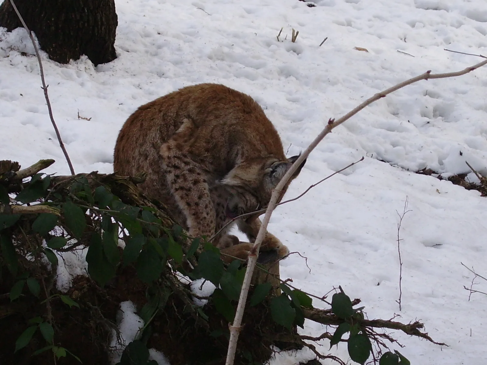 Eurasian lynx stalking through deep boreal forest snow on silent fur-padded paws