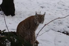 Close-up portrait of Eurasian lynx highlighting long black ear tufts and piercing amber gaze