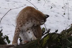 Eurasian lynx resting atop a rocky snow-dusted crag in winter mountain habitat