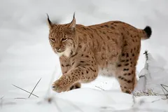 Eurasian lynx pacing silently through coniferous pine woodland