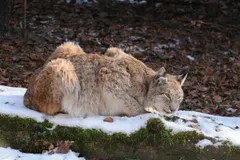 Eurasian lynx in alert hunting posture with thick spotted winter coat