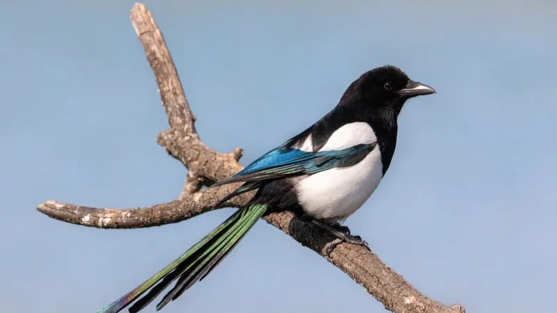 Eurasian Magpie displaying brilliant structural iridescence on wings and tail