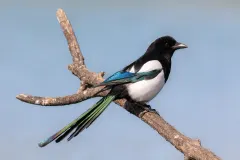 Eurasian Magpie displaying brilliant structural iridescence on wings and tail