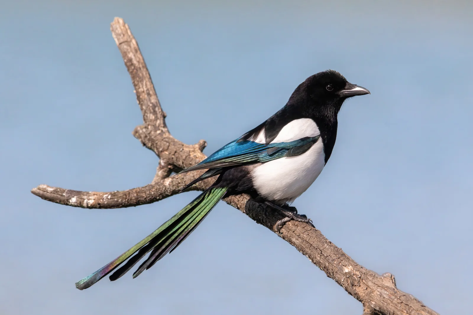 Eurasian Magpie displaying brilliant structural iridescence on wings and tail