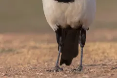 Eurasian Magpie perched on a wild tree branch in Spain