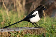 Close profile of Eurasian Magpie head showing heavy bill and dark eye