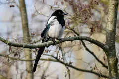 Eurasian Magpie perched in a garden habitat