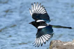 Eurasian Magpie foraging on ground in autumn foliage