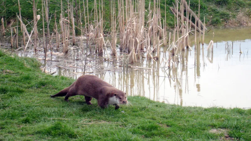 eurasian otter in natural habitat